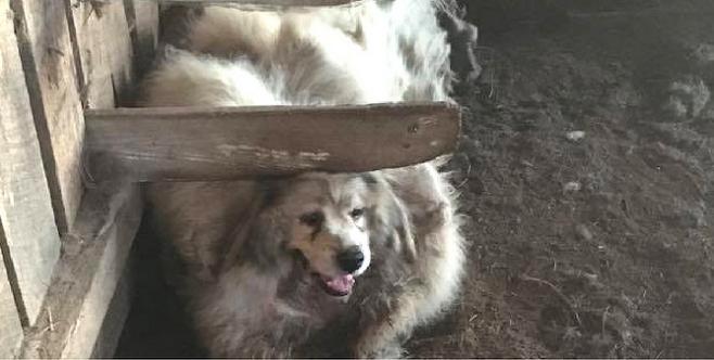 출처: https://www.holidogtimes.com/neglected-for-7-years-this-dog-loses-35-pounds-of-fur-feces-when-hes-finally-saved/