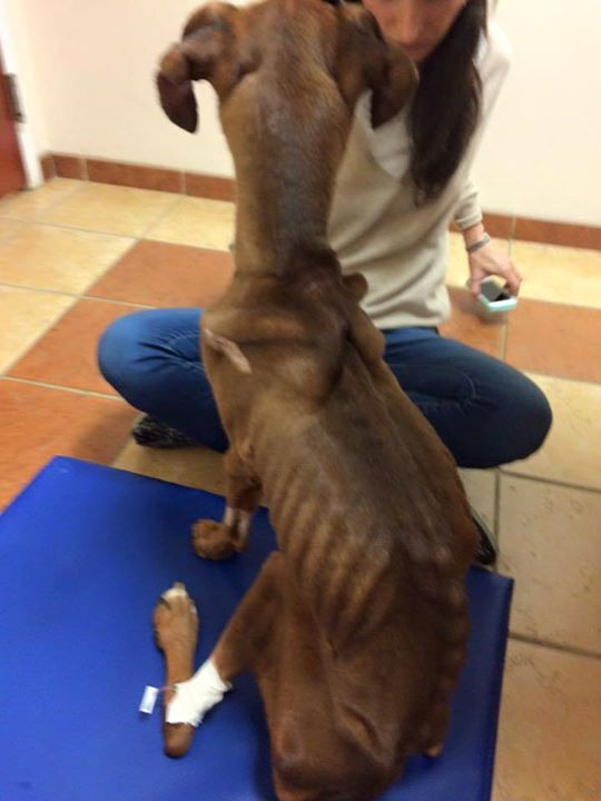 출처: https://3milliondogs.com/3-million-dogs/emaciated-boxer-found-curled-up-in-park-fighting-for-life-see-the-dogs-amazing-recovery/