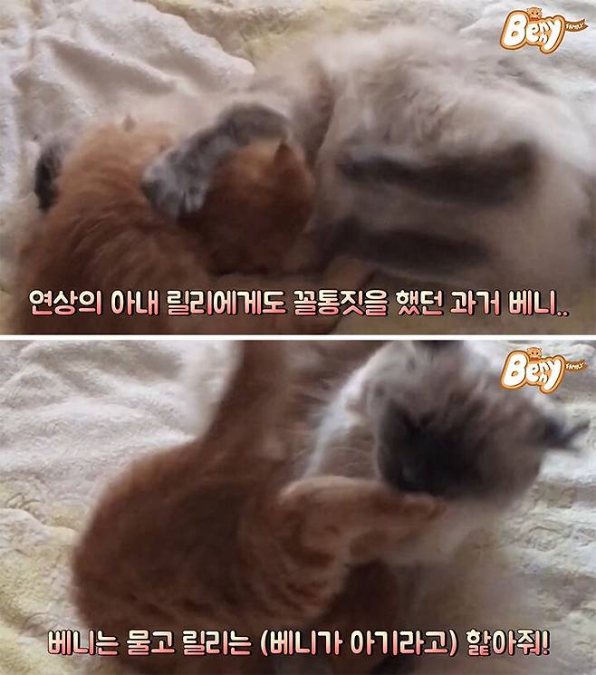 출처: 유튜브 '베니패밀리' 채널