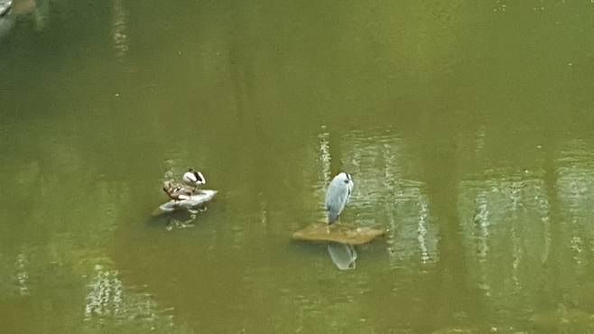 지난 4월 27일 서울 동대문구 세종대왕기념관 부근 연못을 찾은 왜가리. 청계천이나 정릉천에서 이곳으로 오기 위해서는 주택가와 차도를 지나야 한다. /독자 제공