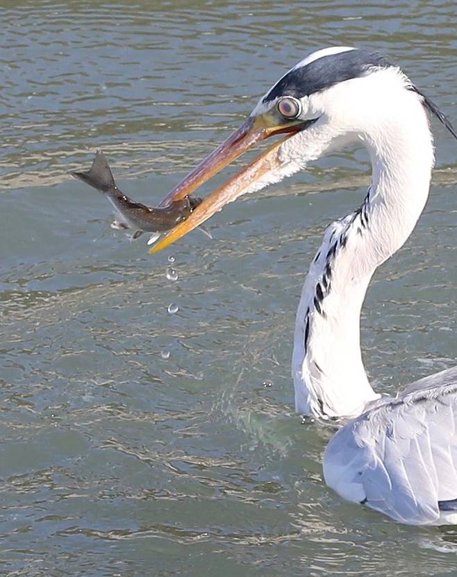 부산 다대포 인근 물가에서 왜가리 한마리가 물고기를 잡아 막 삼키려 하고 있다. 왜가리는 물고기 뿐 아니라 작은 포유동물과 새, 양서류, 파충류 등을 골고루 잡아먹는다. /김동환 기자