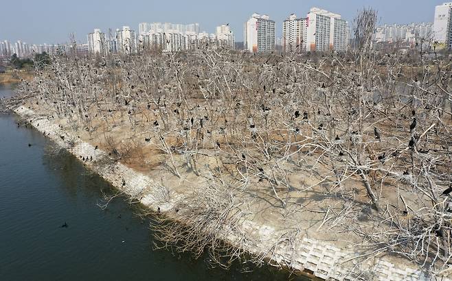 지난 3월 경기도 수원시 팔달구 서호 인공섬에 심은 나뭇가지위에 민물가마우지 수백마리가 앉아있다. 이곳 나무들은 가마우지들의 배설물 때문에 하얗게 말라죽어가는 백화현상을 겪고 있다. /뉴시스