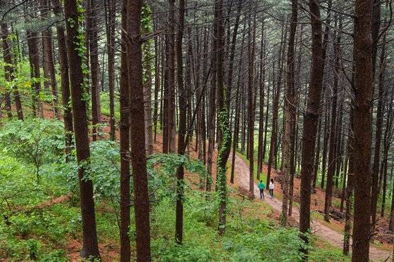 11코스 잣나무숲은 길을 내면서 새롭게 발견했다. 느긋하게 삼림욕을 즐기기 좋다.