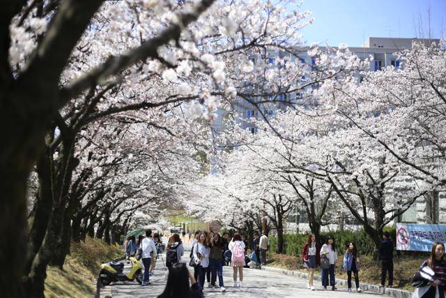 벚꽃이 흐드러지게 핀 단국대 입구.