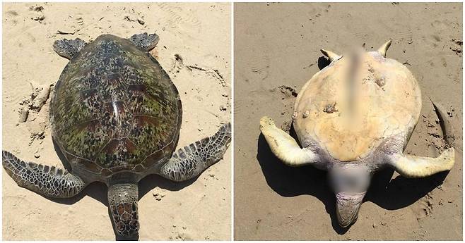 지난 26일 말레이시아 풀라우 카파스 남쪽 해변에서 푸른 바다거북이 배가 갈라진 채 발견됐다. (월드 오브 버즈 갈무리) © 뉴스1