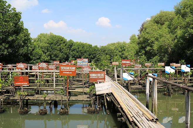 50만 루피아씩 내고 심은 맹그로브 묘목들 [자카르타=연합뉴스]