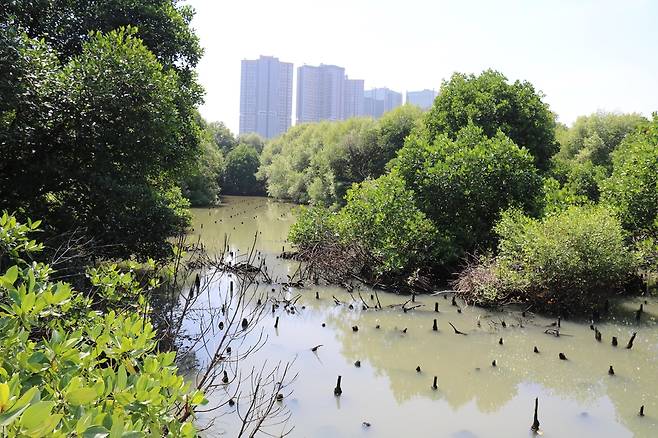맹그로브 숲 뒤로 보이는 초고층 아파트·빌딩들 [자카르타=연합뉴스]