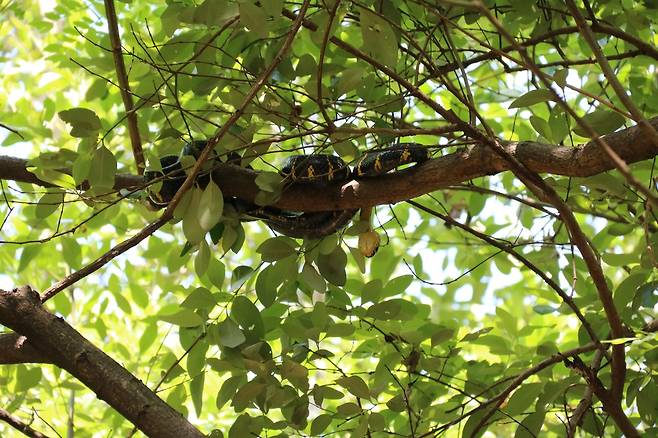 맹그로브 나무 위에서 포착된 뱀…"낮에는 안 움직여" [자카르타=연합뉴스]