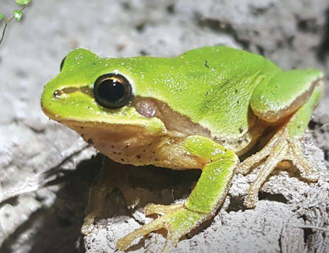 기존 청개구리·수원청개구리와는 전혀 다른 신종으로 등록된 노랑배청개구리. /민미숙박사·아마엘보르체박사·국립생물자원관