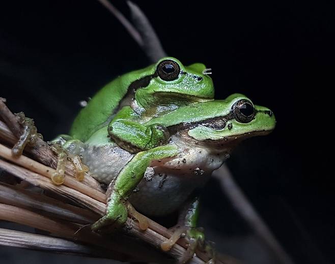 노랑배청개구리 한쌍이 나뭇가지에 앉아있다. 이들은 다른 개구리보다 다소 늦은 5월부터 짝짓기를 하고 알을 낳는다. /아마엘 보르체 박사 트위터