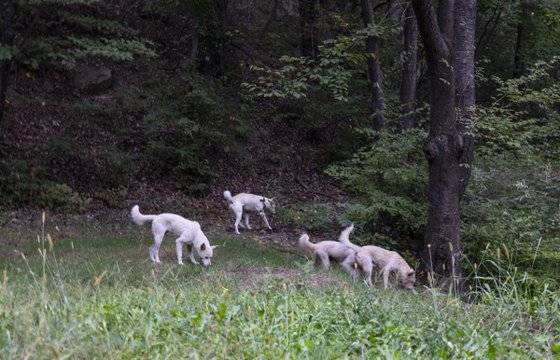 지난 2018년 서울대학교 관악캠퍼스 교수회관과 버들골 사이에서 들개 네 마리가 포착됐다. 대학신문