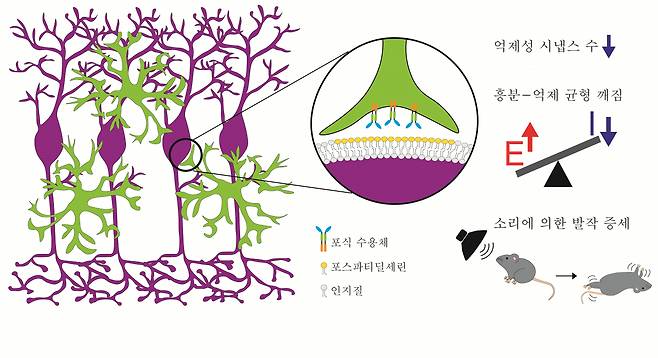 미세아교세포가 포식 수용체를 통해 신경세포체 표면에 표지된 포스파티딜세린을 인식해 제거하는 모습. 이 현상이 과도하게 일어날 때 신경세포의 흥분-억제 간 균형이 깨져서 발작 증세가 일어난다. [KAIST 제공]