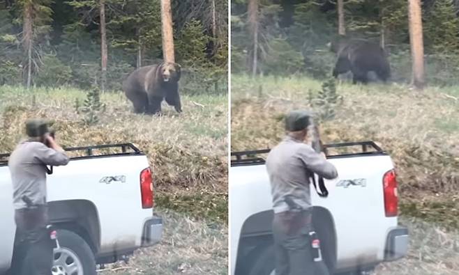 美 옐로스톤 회색곰들 화났다…돌진 사고 잇따라 발생