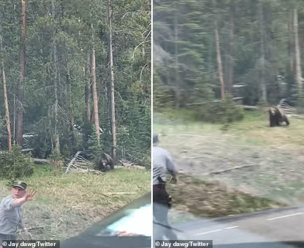 수컷 회색곰이 도로 쪽으로 돌진하자 공원 경비원이 경고하는 모습.(사진=제이 D./트위터)