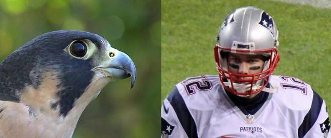 송골매의 뺨 줄무늬와 미식축구 선수의 아이패치 [Photo (left): Peregrine Falcon by Greg Hume (Greg5030) - CC BY-SA 3.0; Photo (right): Tom Brady by Jeffrey Beall - CC BY 3.0 제공/ 재판매 및 DB 금지]