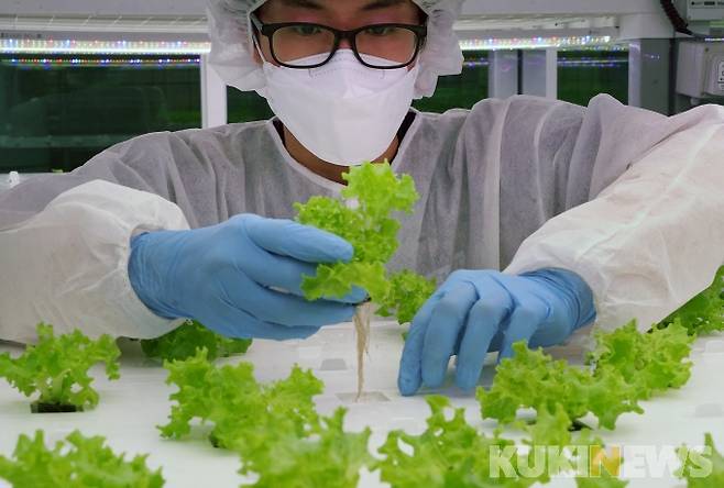 메트로팜 연구원이 재배실에서 이자벨 작물 정식 작업을 하고 있다.