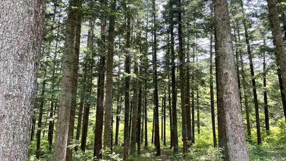 숲길을 걸으면 나무에서 나오는 피톤치드 효과도 누릴 수 있다.
