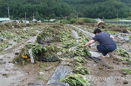 폭우에 쓰러진 농작물 [연합뉴스 자료사진]