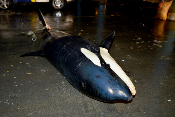 2014년 2월 19일 강원 동해시 묵호항 동남방 약 11km 해상에서 범고래 1마리가 그물에 걸려 죽은 채 발견됐다. /사진=뉴스1