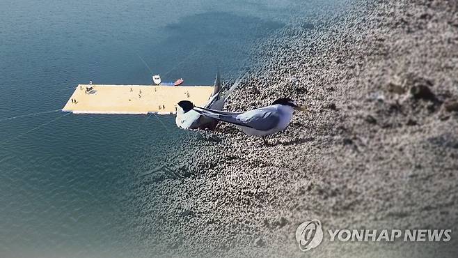 안동호 인공섬에 멸종위기 쇠제비갈매기 서식 (CG) [연합뉴스TV 제공]