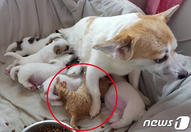 출산한 지 얼마 안 된 어미 개가 새끼 강아지와 고양이에게 모유 수유를 하고 있다. (경기도수의사회 동물사랑봉사단 제공) © 뉴스1