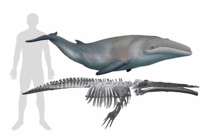 파라테티스호에 살다 멸종한 미니 수염고래 세토테리움 리아비니니의 골격 화석과 사람과의 크기 비교 상상도. 단 팔쿠 외 (2021) ‘사이언티픽 리포츠’ 제공.
