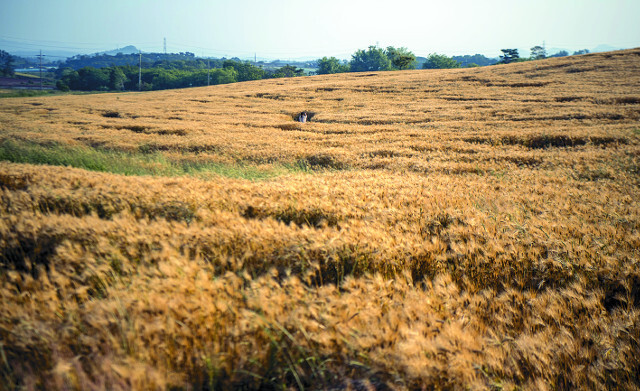 수확기를 맞아 황금빛 물결로 변한 학원농장 청보리밭.