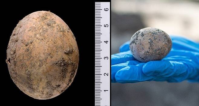 이스라엘에서 1000년 전 계란이 발견됐다. (IAA 갈무리) © 뉴스1