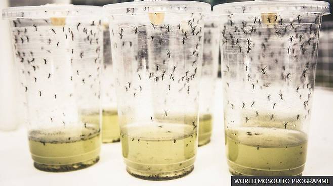 울바키아 박테리아를 감염 시킨 모기 개체[World Mosquito Program]