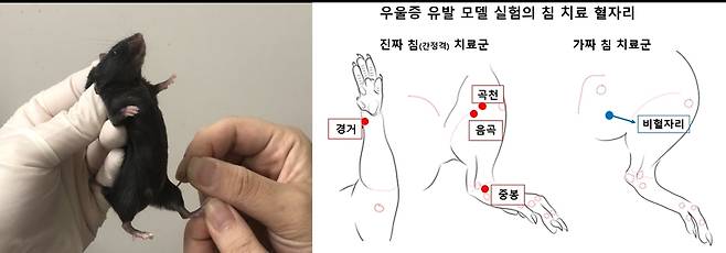 우울증 유발 실험 쥐의 침 치료 혈 자리 [한국한의학연구원 제공. 재판매 및 DB 금지]