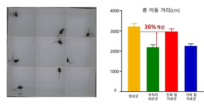 침 치료 후 우울증 유발 쥐의 이동 거리가 증가한 모습 [한국한의학연구원 제공. 재판매 및 DB 금지]