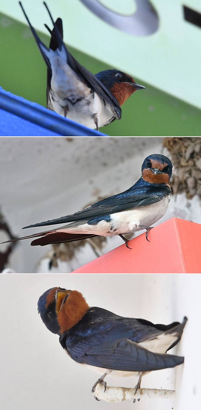 제비들의 다양한 모습. 자세히 살펴보면 아름답다. 가만히 앉아 이리저리 고개를 갸웃거리는 모습이 사람을 닮았다.