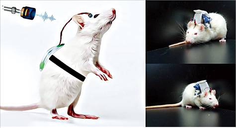 뇌졸중으로 온 편마비를 치료하기 위한 무선 저강도 집속 초음파 기기를 착용한 쥐.  한국과학기술연구원