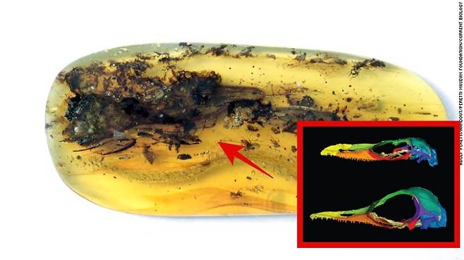 9900만년 전 호박 속에 보존된 선사시대 도마뱀의 두개골(큰 사진)과 이를 3D 스캐닝 한 이미지(오른쪽 붉은 상자)