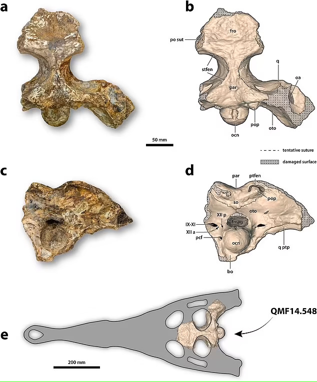 연구진은 악어 두개골의 크기 및 비율 등의 정보를 토대로 종을 구분하고 전체 몸길이를 추정했다.(사진=조고 리스테브스키)