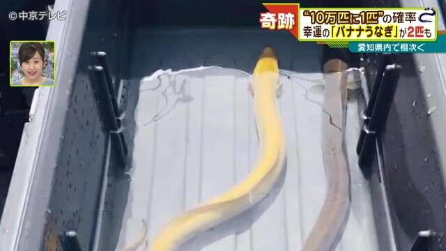 구니마사의 낚시 동호회 동료인 하세가와가 잡은 바나나 장어의 모습.