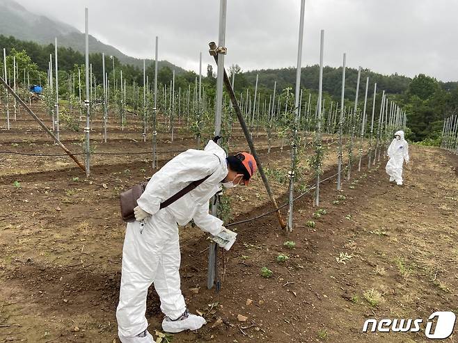 거창군은 사과, 배 과원 소유자 및 관련 산업 종사자 등을 대상으로 사전방제조치 이행 행정명령을 발령했다. © 뉴스1