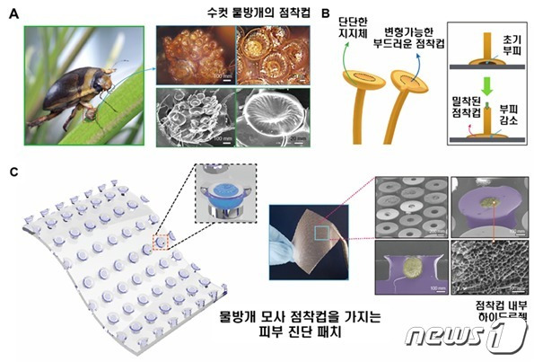 물방개의 수중 점착컵을 모사한 피부 모니터링 패치의 개념도(그림제공 :성균관대 방창현 교수)© 뉴스1