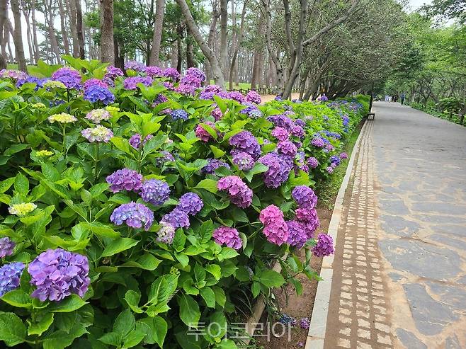 울산 대왕암공원 진입로에 피어난 수국
