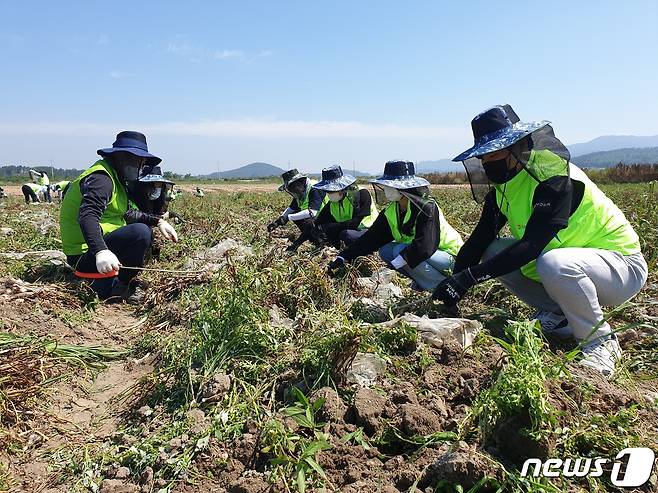 충남세종농협은 공주대, 한서대 자원봉사단원들과 서산시 부석면 봉락리에서 마늘 수확 일손돕기 봉사활동을 펼치고 있다. © 뉴스1