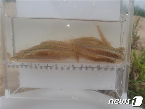 미호천 하류서 발견된 미호종개 (충북생물다양성보전협회 제공)© 뉴스1