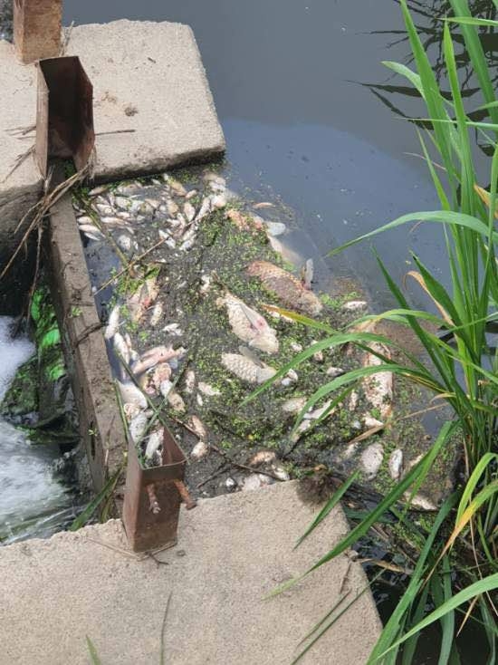 쿠팡물류센터 화재 발생 이틀만인 지난 19일부터 현장에서 1㎞가량 떨어진 복하천 3개 보에서 물고기 1000여마리가 죽은 채 물 위로 떠 올랐다. 연합뉴스