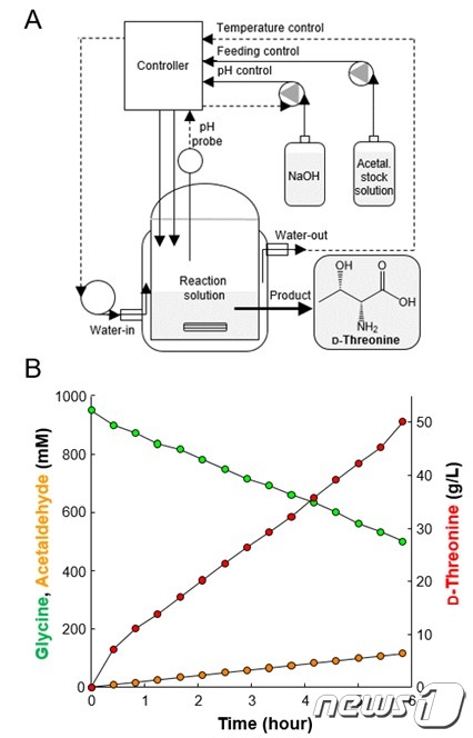 개량 효소를 이용한 고순도 D-트레오닌 생산 A)는 D-트레오닌 생산을 위한 반응기 모식도이다. B)는 A와 같이 설치된 반응기에서 기질인 글리신과 아세트알데히드로부터 D-트레오닌이 생산되는 것을 시간별로 측정한 결과이다.(그림제공:생명연)© 뉴스1