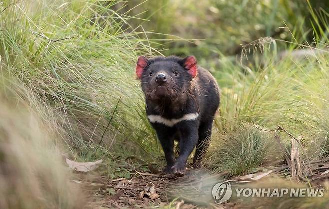 곰 같이 생긴 주머니과 고양이로 왕성한 먹성을 자랑하는 태즈메이니아데블[AFP=연합뉴스 자료사진]