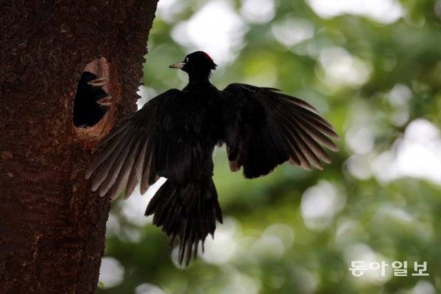 강원 철원군 갈말읍의 한 초등학교 벚나무에 둥지를 튼 까막딱따구리 암컷이 새끼들에게 먹이를 주고 있다. 까막딱따구리는 온몸이 흑색으로 천연기념물 제242호다. 강원도, 경기도에서만 소수가 서식할 뿐 남부지방에는 거의 없다. 2012년 6월 17일 촬영.