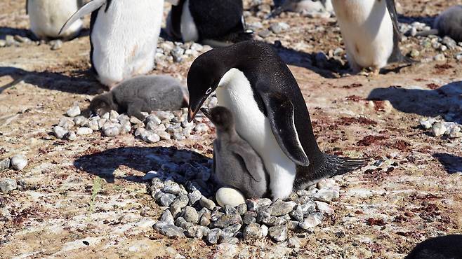 남극 장보고과학기지 '인근 인익스프레시블섬'에서 새끼를 돌보고 있는 아델리 펭귄 /극지연구소 제공
