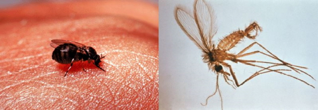 왼쪽부터 먹파리, 모래파리/사진=미국 농무부(USDA), 미국 질병통제예방센터(CDC)