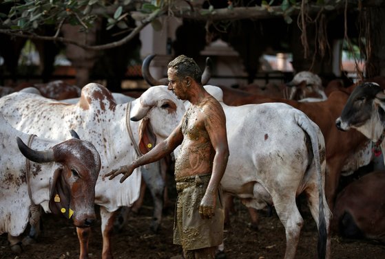 인도의 한 남성이 소똥을 몸에 바른 뒤 소를 만지고 있다. 인도의 일부 힌두교도는 소똥이 코로나19 예방과 치료에 효과가 있다고 믿고 있다. [로이터=연합뉴스]