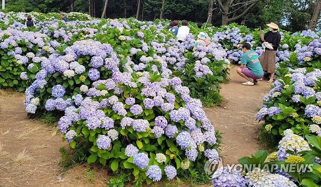 만개한 거제 수국 (창원=연합뉴스) 경남 거제시 남부면 곳곳에 수국이 만개해 여행객들을 불러 모은다. 시민들이 25일 거제시 남부면 한 농원에서 만개한 수국을 배경으로 사진 촬영을 하고 있다.  2021.6.25 [거제시 제공. 재판매 및 DB 금지] seaman@yna.co.kr