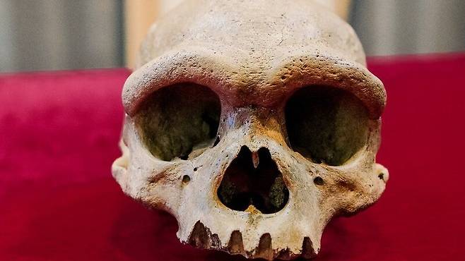 중국 북동부에서 발견된 14만6천년 전의 고대 인류 두개골. 현생 인류의 크기가 거의 같다. 허베이지질대 제공